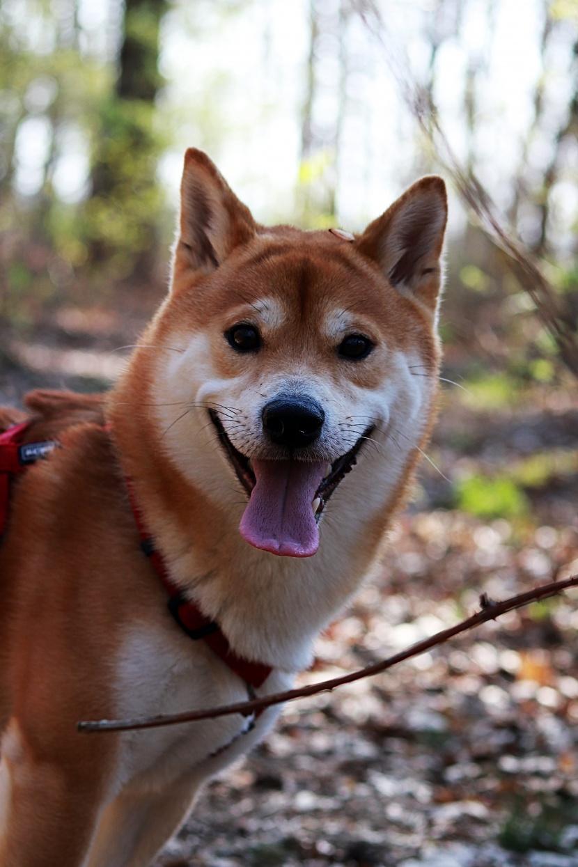 活泼开朗的秋田犬图片