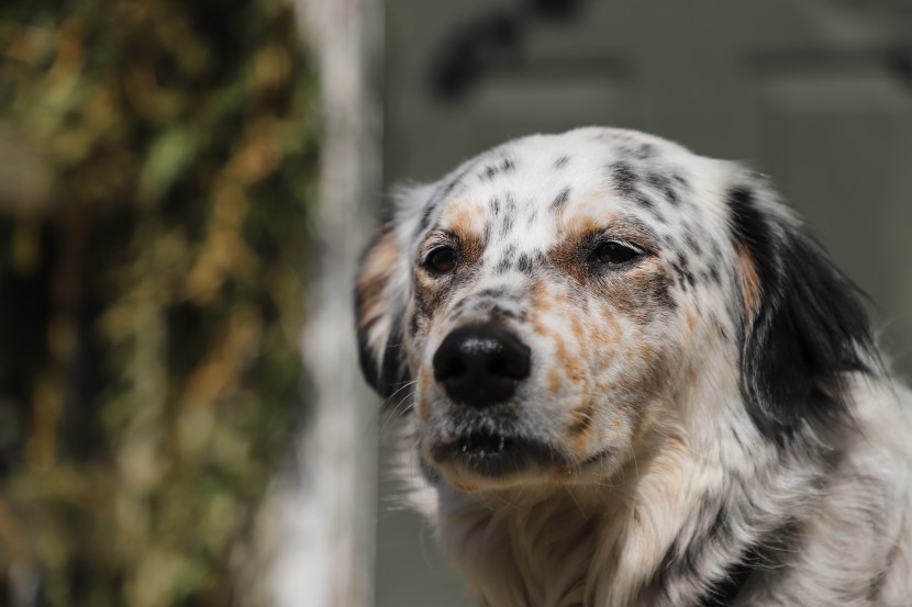 優(yōu)雅的英國(guó)雪達(dá)犬圖片