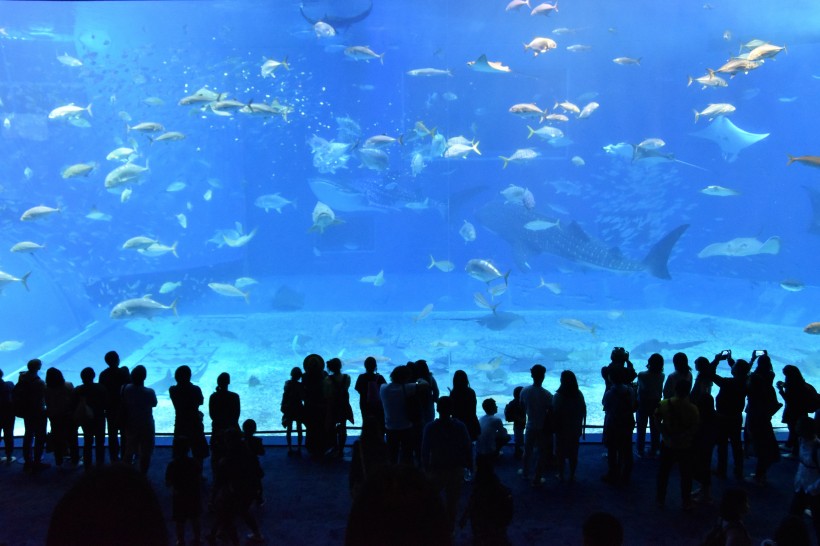 奇妙的水族馆图片