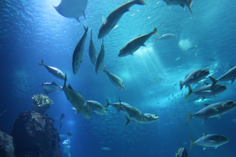 漂亮的水族馆海洋生物图片