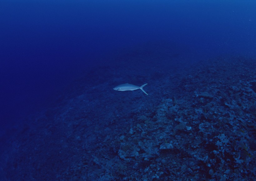 海底生物图片