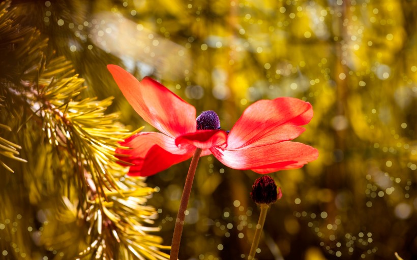 紅色銀蓮花圖片