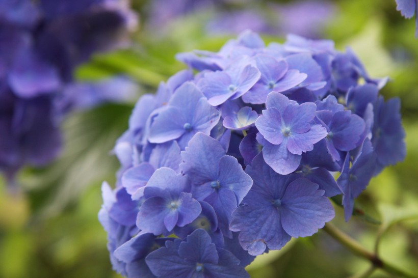 花团锦簇的八仙花图片