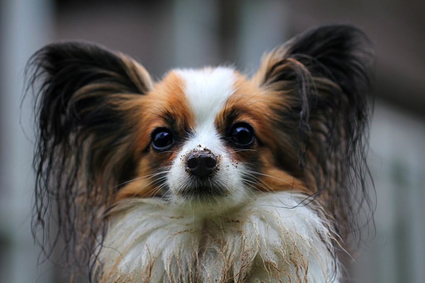 活潑聰穎的蝴蝶犬圖片