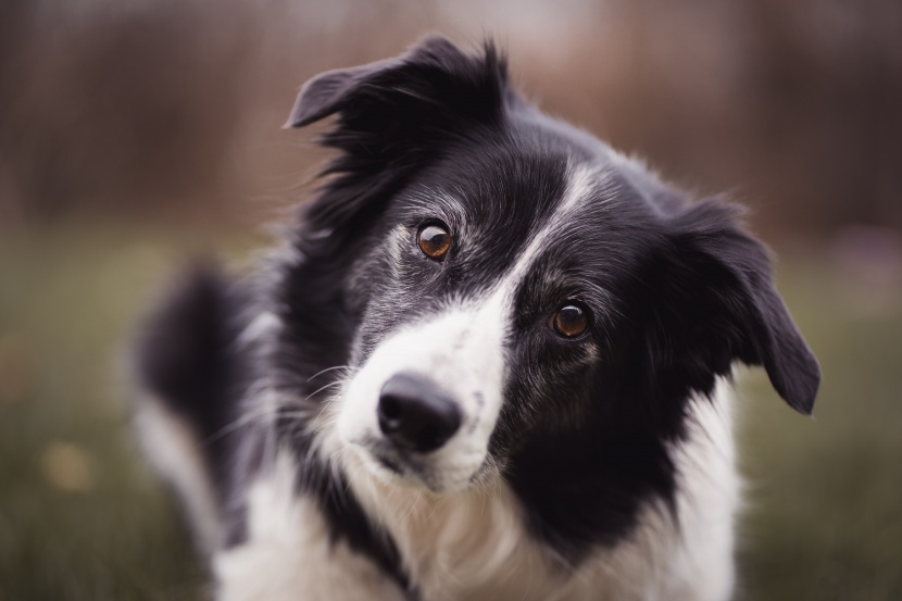 聰明敏銳的邊境牧羊犬圖片