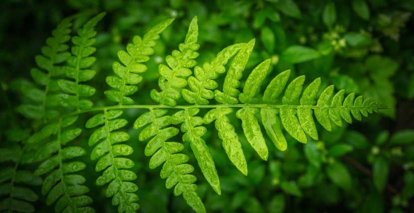 绿色蕨类植物图片