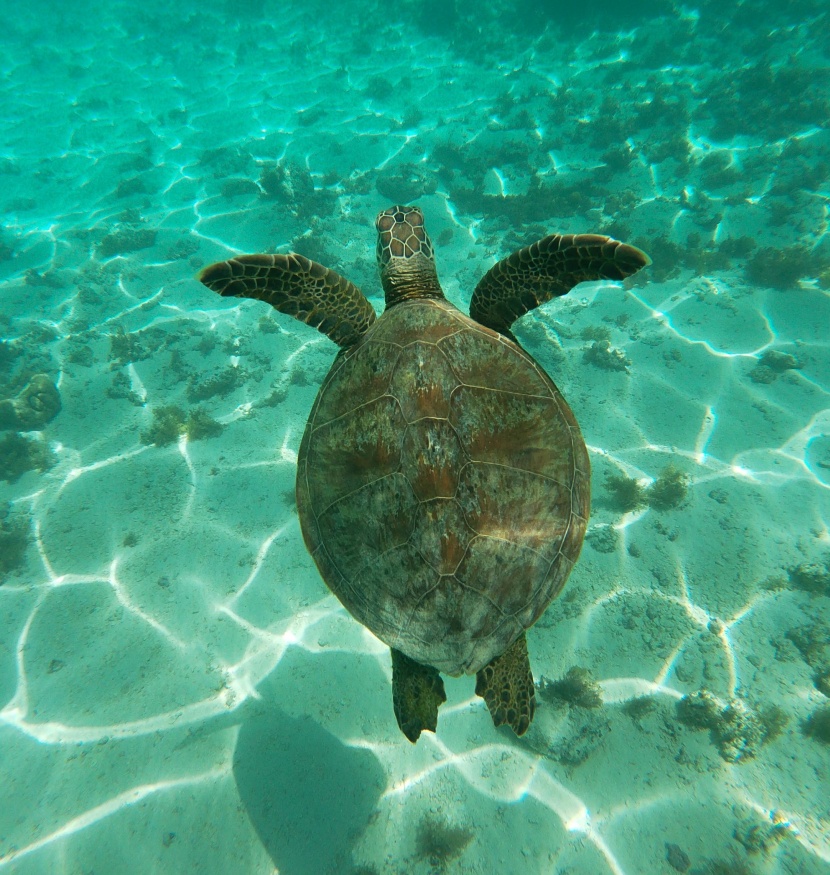 海中暢游的海龜圖片