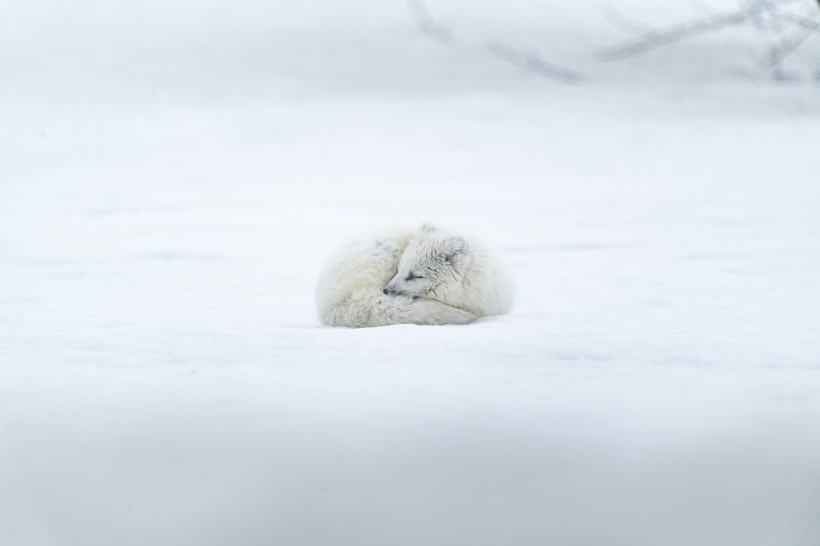 可爱的雪地精灵北极狐图片