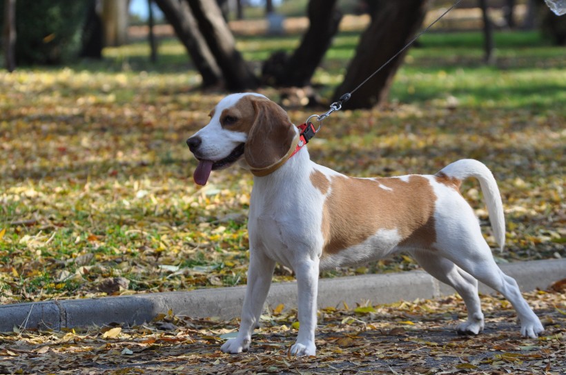 活潑可愛的比格犬圖片