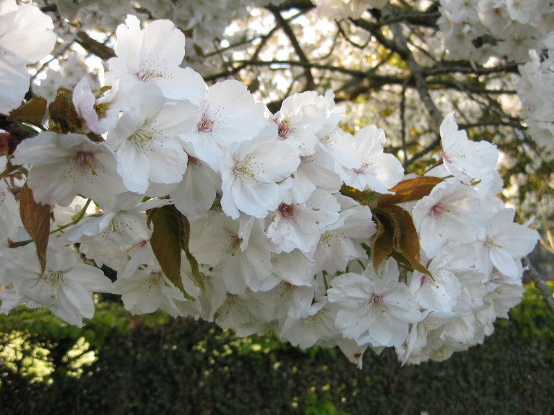 香氣撲鼻的白梅花圖片