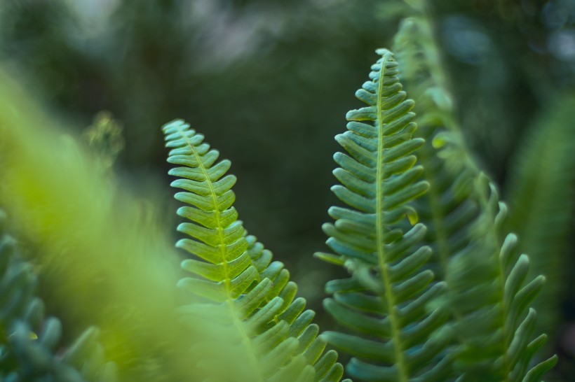 野生绿色蕨类植物图片