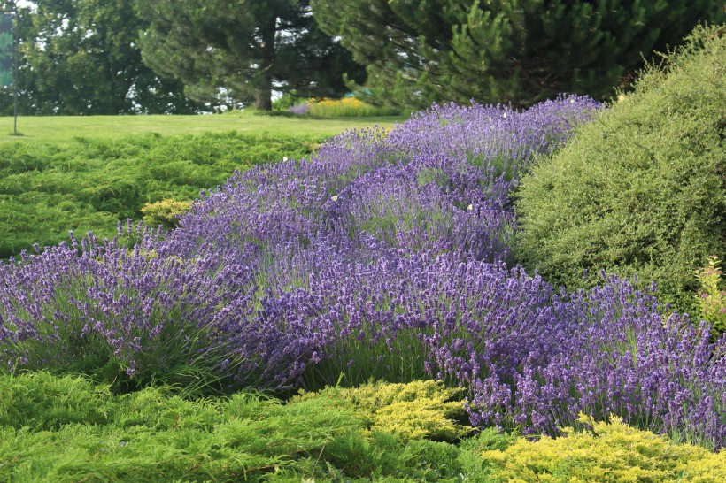 薰衣草園圖片