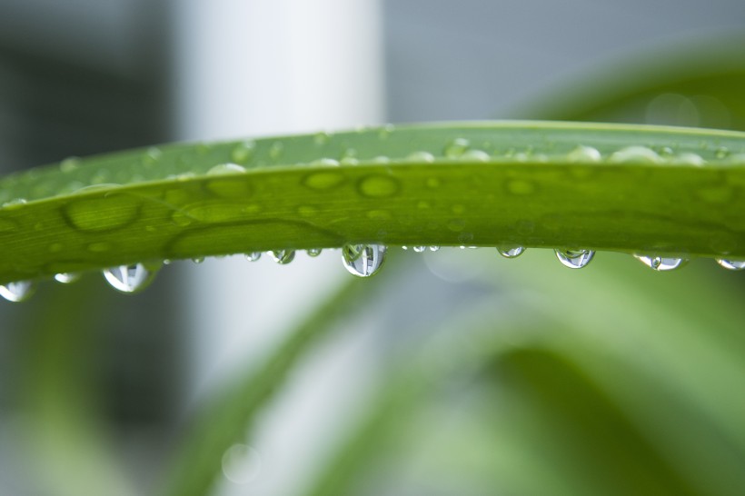 綠葉上的水珠圖片