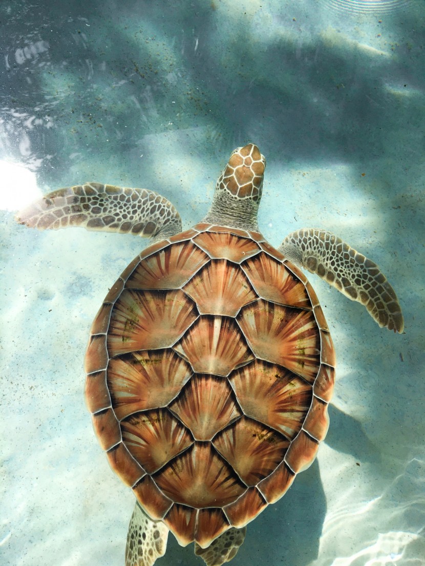 海洋里的海龜圖片