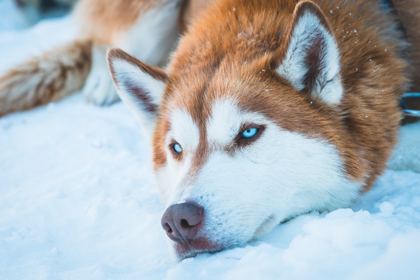 生性友善的西伯利亚雪橇犬图片