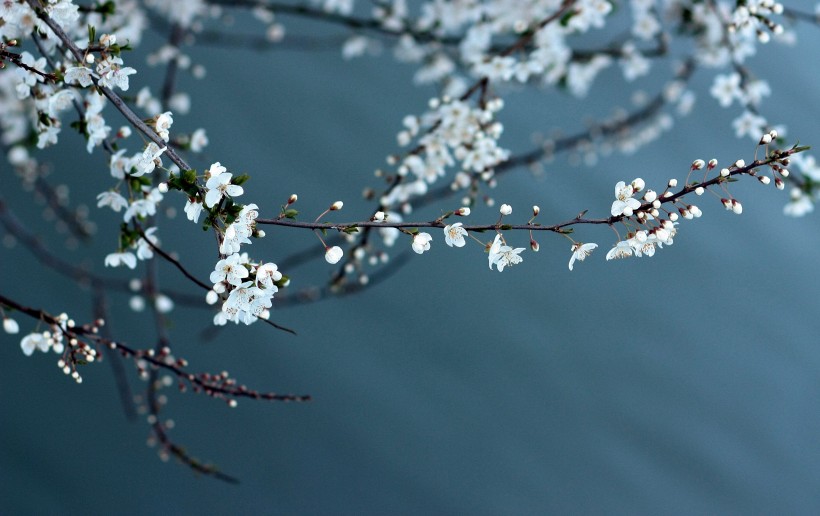 美麗的白色梅花圖片