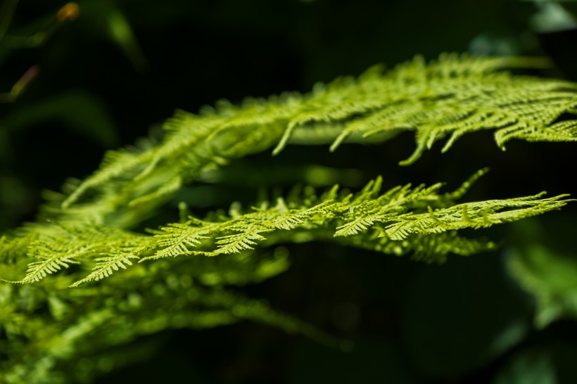 清新养眼的绿色蕨类植物图片