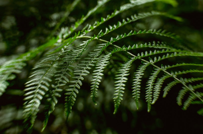 蕨類植物圖片