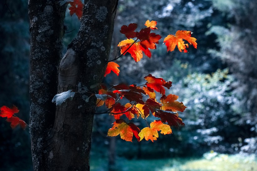 秋天紅色的楓葉圖片