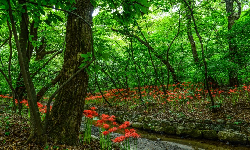 紅色熱情的曼珠沙華圖片