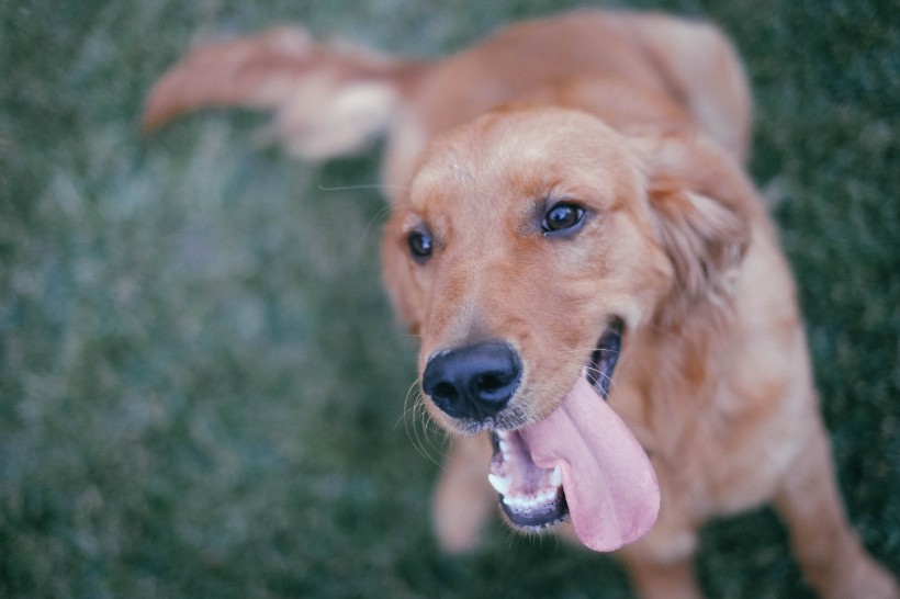 与人为善的金毛寻回犬图片