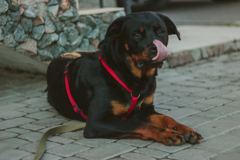 气势强悍的罗威纳犬图片