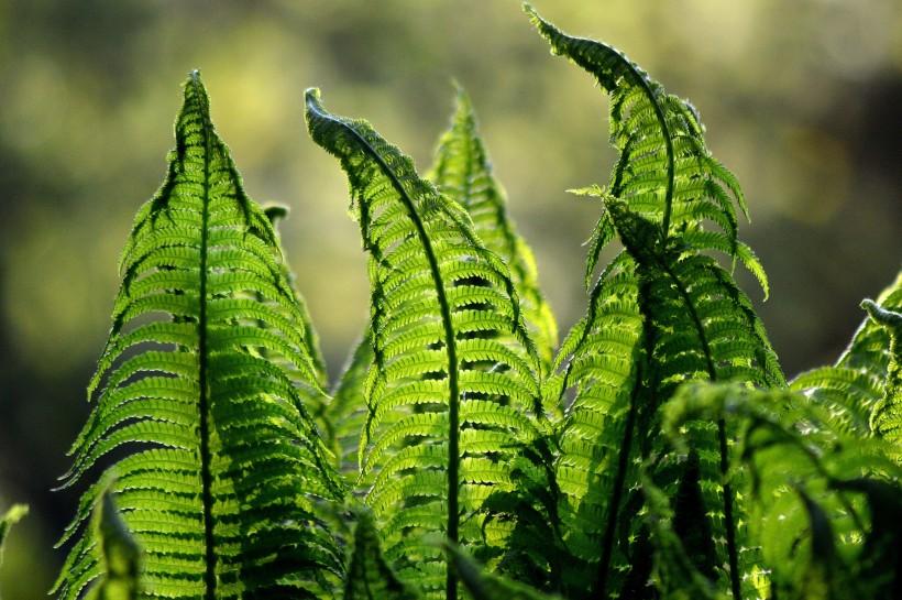 野生绿色蕨类植物图片