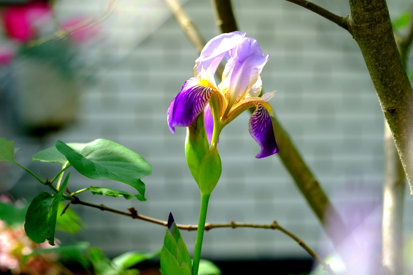 淡雅清新的鸢尾花图片