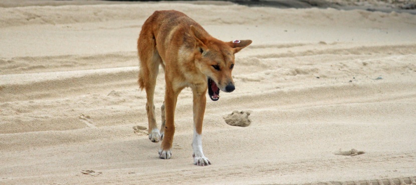 動(dòng)作敏捷的澳洲野犬圖片