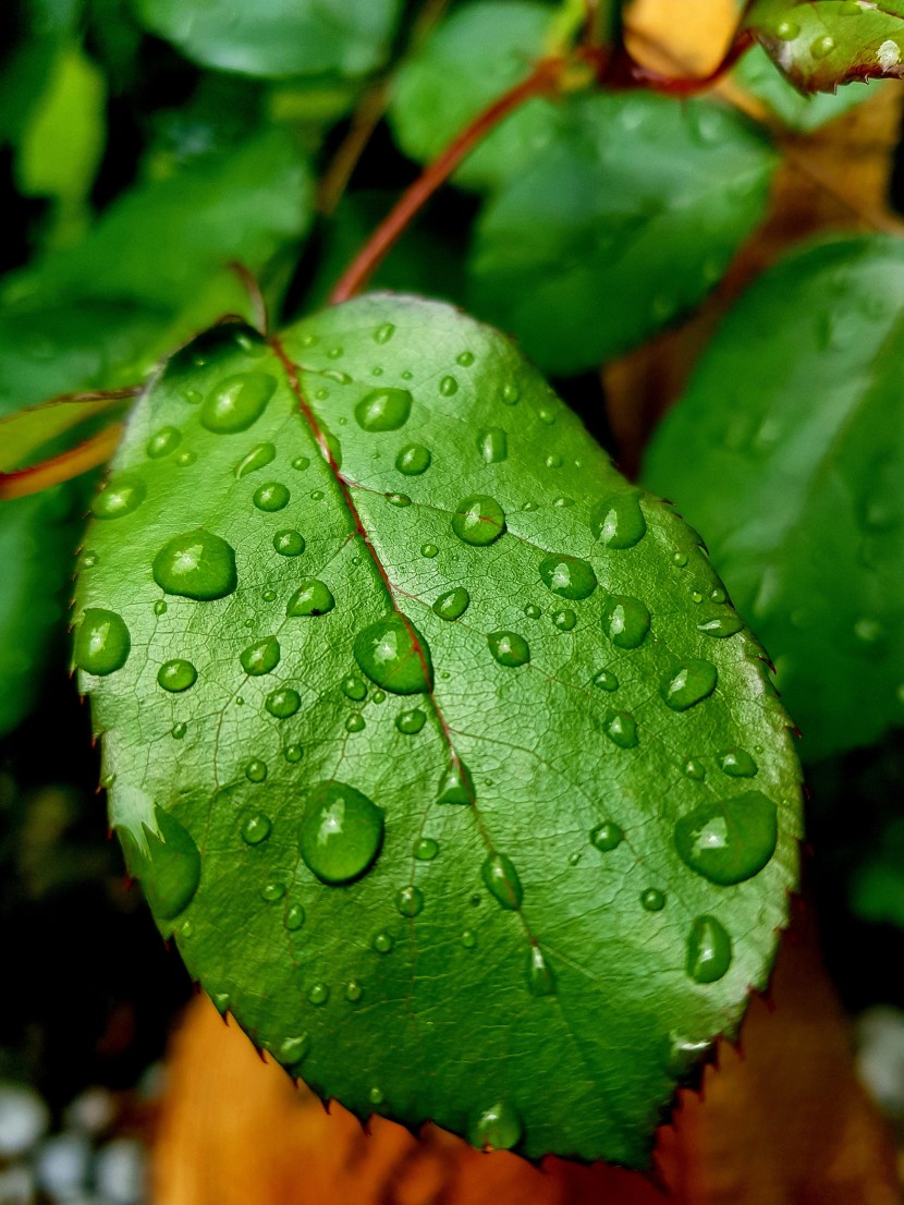 雨后的绿色植物图片