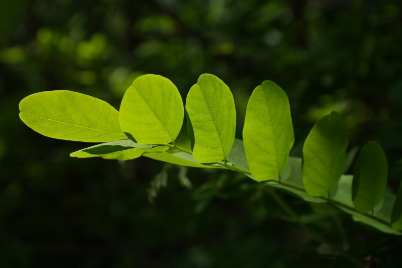 綠色的槐樹(shù)葉子圖片