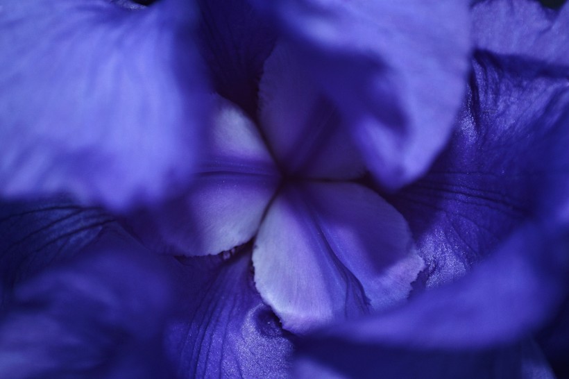 紫色浪漫的鸢尾图片