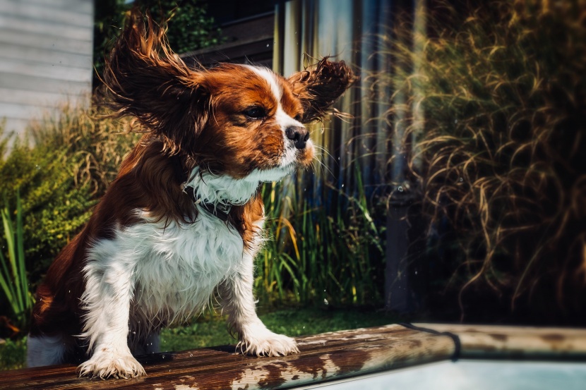 漂亮的查理士王小猎犬图片