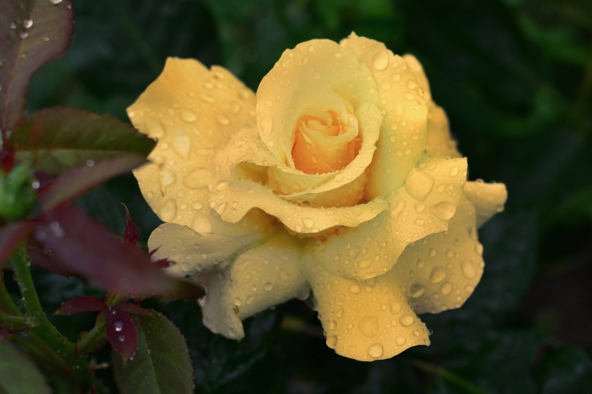 雨后的鮮花圖片