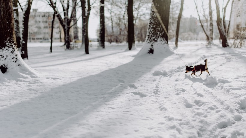 公园里的雪景图片