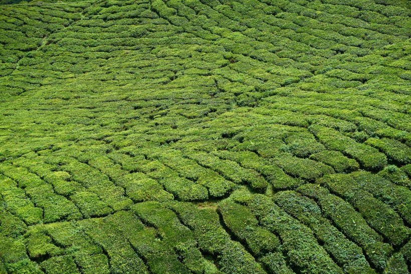 風(fēng)景優(yōu)美的茶樹(shù)圖片