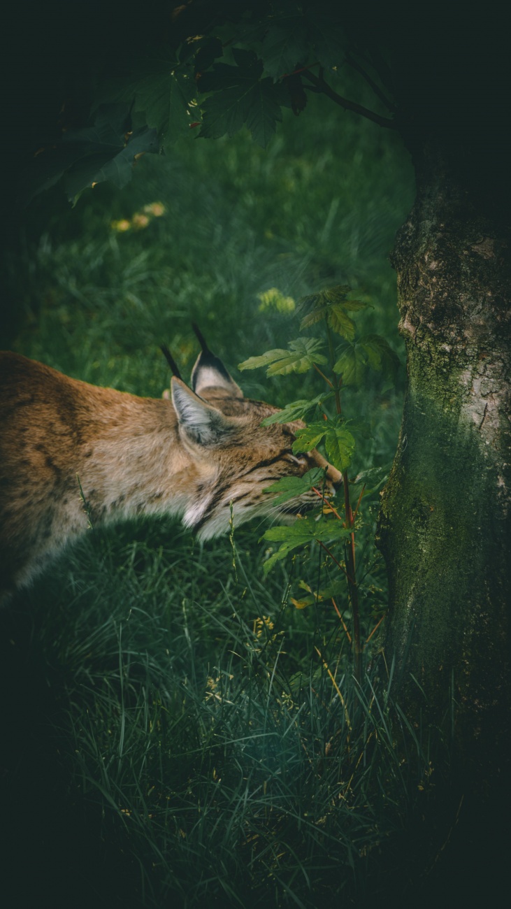 中型的猛兽猞猁图片