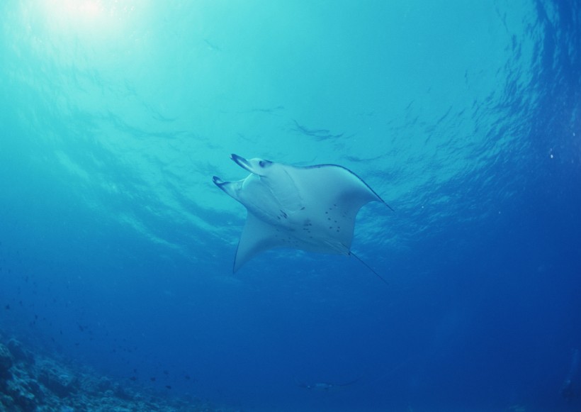 海底生物图片