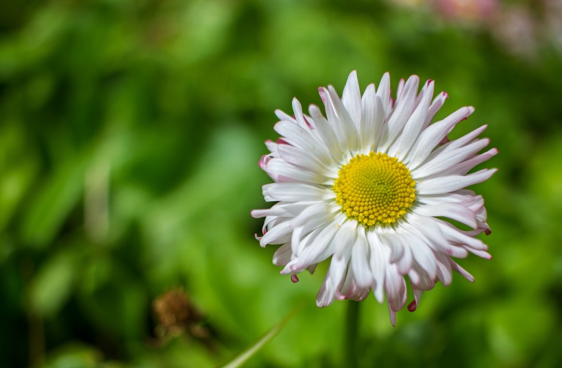 白色淡雅的雛菊花圖片