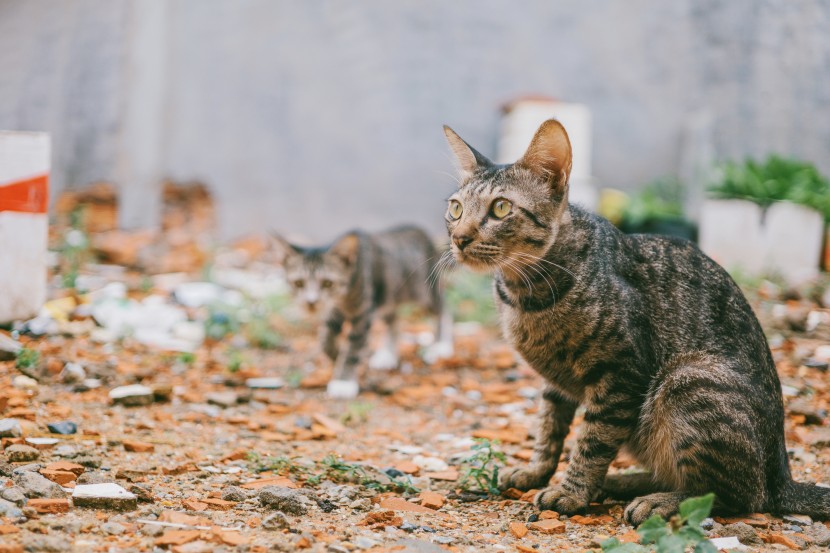 可爱猫咪和幼崽图片