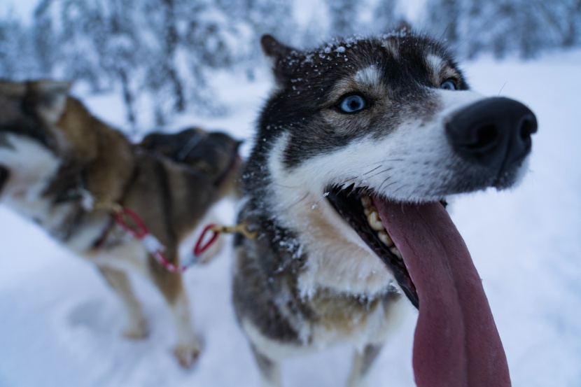 生性友善的西伯利亚雪橇犬图片