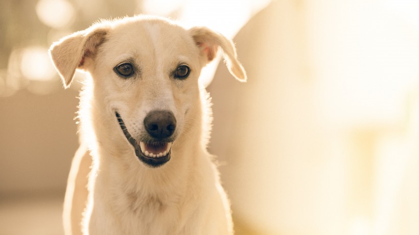 活泼忠诚的拉布拉多猎犬图片