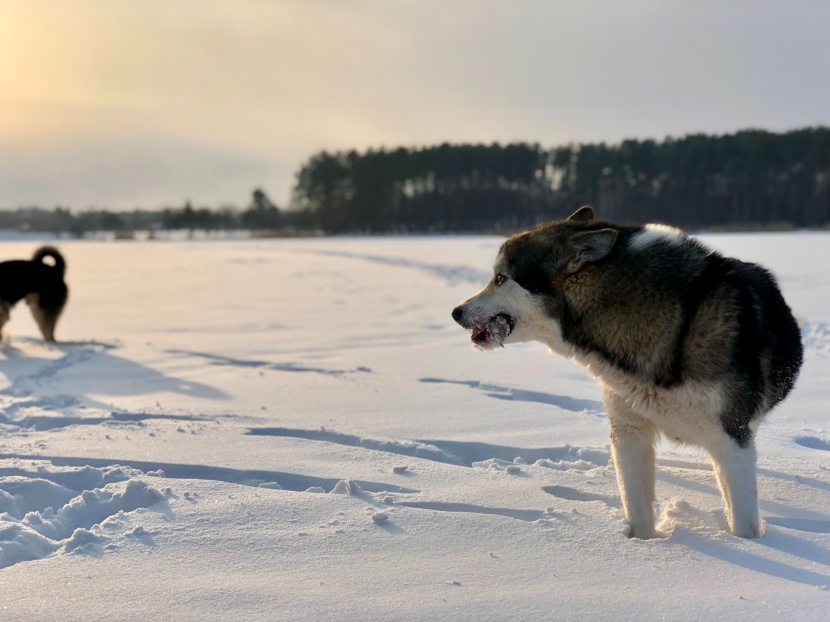 生性友善的西伯利亚雪橇犬图片