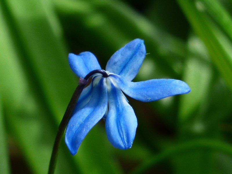 清新可愛的藍(lán)星花圖片