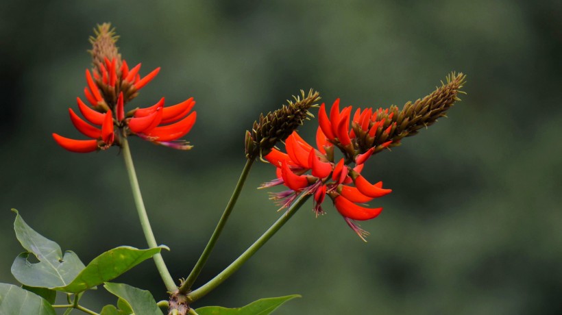 刺桐花图片