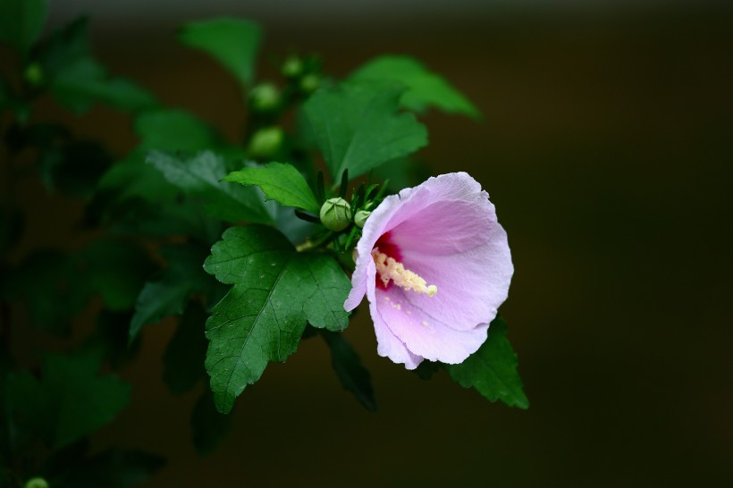 木槿花圖片