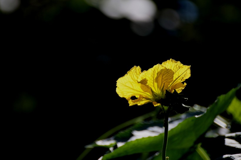 黃色絲瓜花圖片