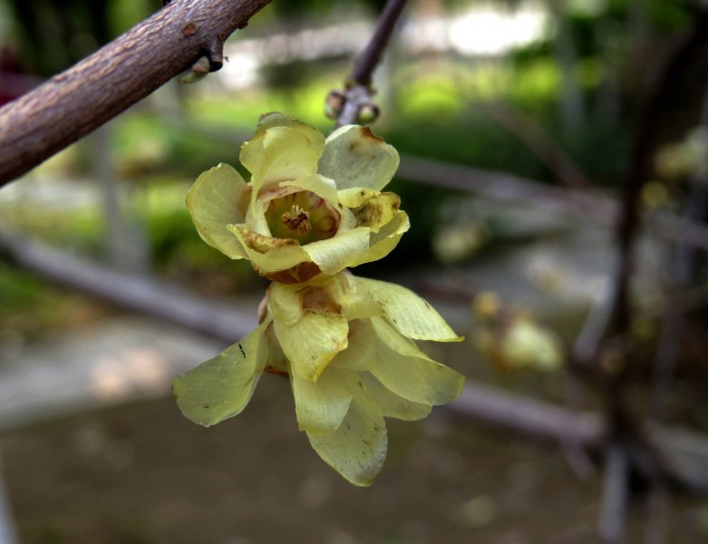 黃色的臘梅花圖片