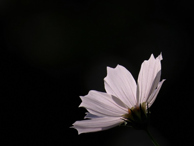 格桑花图片