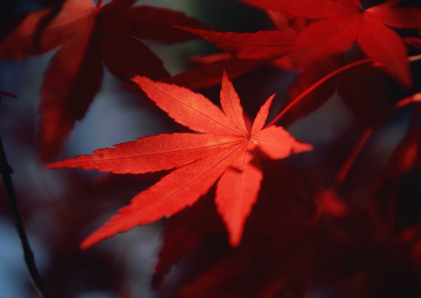 如花的红色枫叶图片